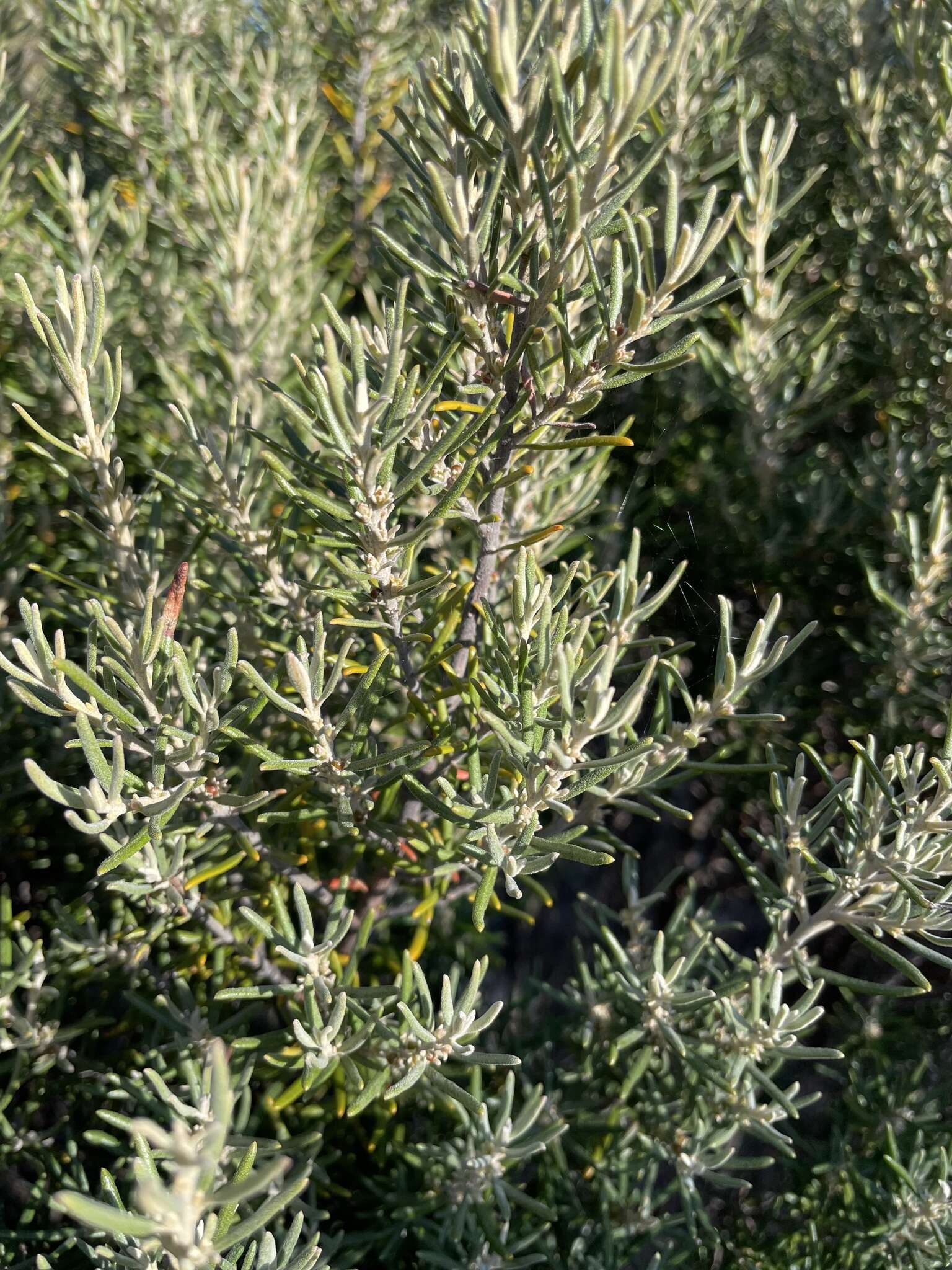 Image of Bertya tasmanica subsp. vestita Halford & R. J. F. Hend.