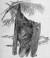 Image of Australian False Vampire Bat