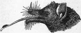 Image of Choeronycteris Tschudi 1844