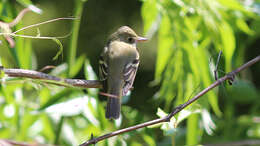 Imagem de Empidonax virescens (Vieillot 1818)