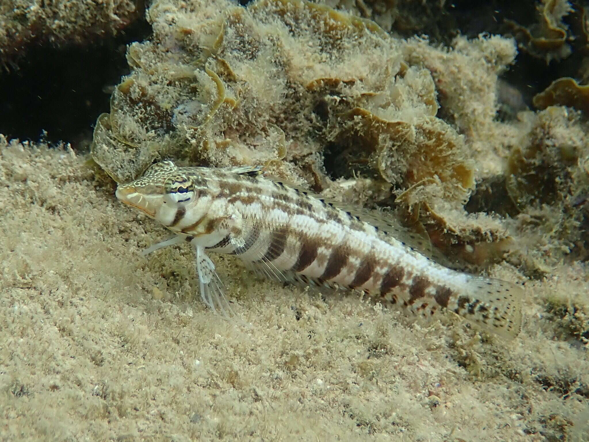 Image of Southern sharpnose sandperch