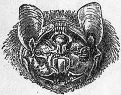 Image of Centurio Gray 1842
