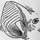 Sivun Molukkientuppihäntä kuva