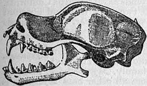 Imagem de Rhinopoma microphyllum (Brünnich 1782)