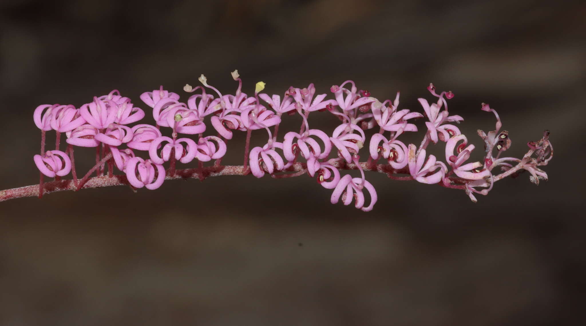 Image of Grevillea leptobotrys Meissn.