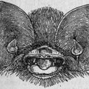 Image of Cuban Funnel-eared Bat