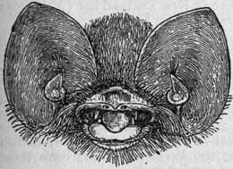 Слика од Chilonatalus micropus (Dobson 1880)