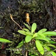 Image of Specklinia lanceola (Sw.) Lindl.