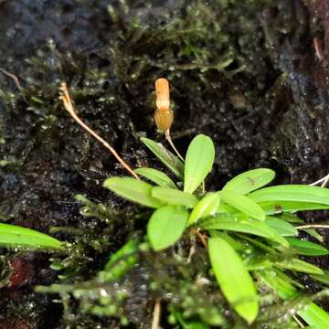 Plancia ëd Specklinia lanceola (Sw.) Lindl.