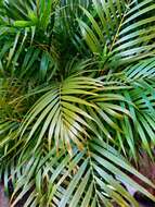 Image of Areca Palm