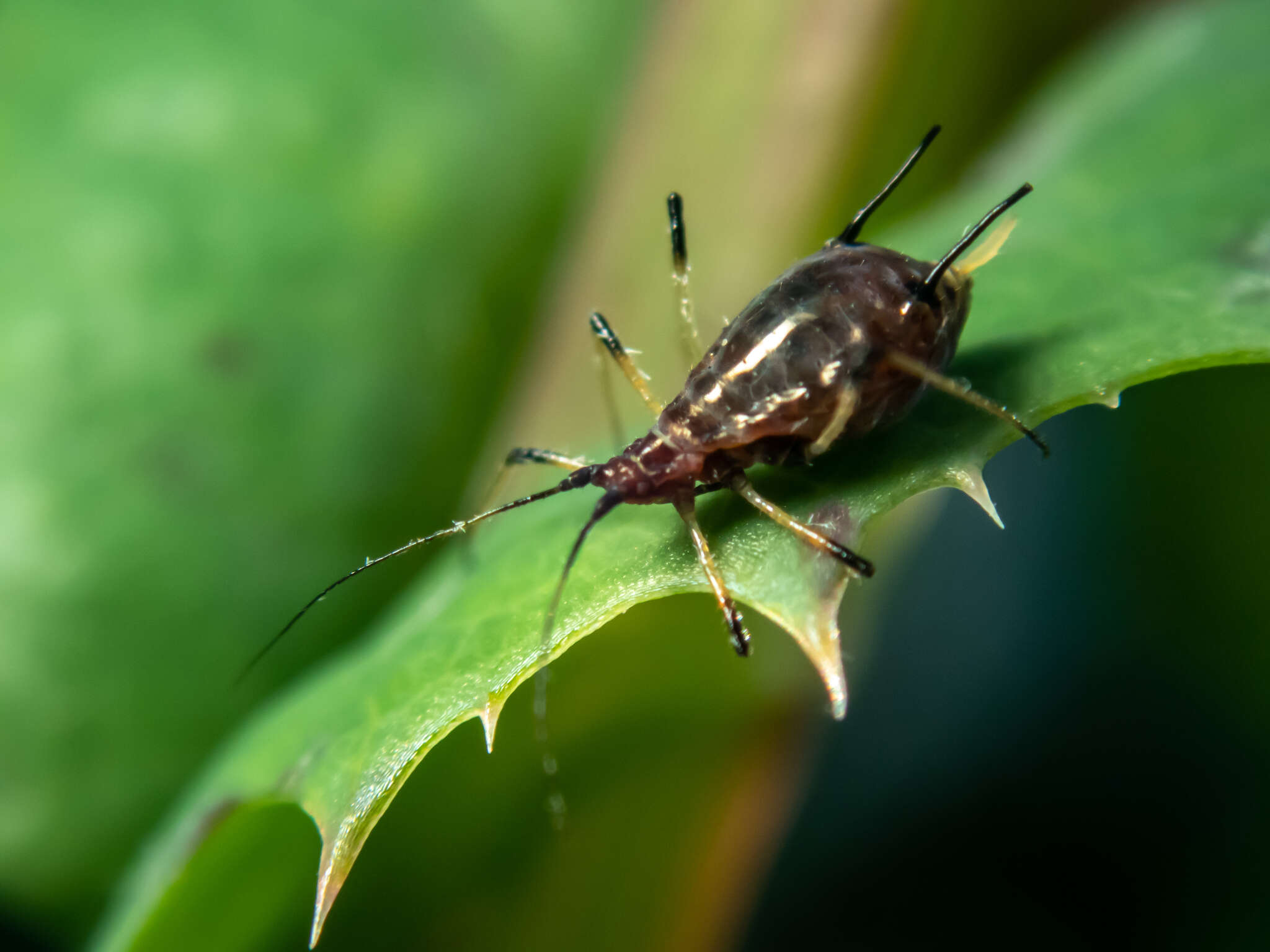 Image of Aphid