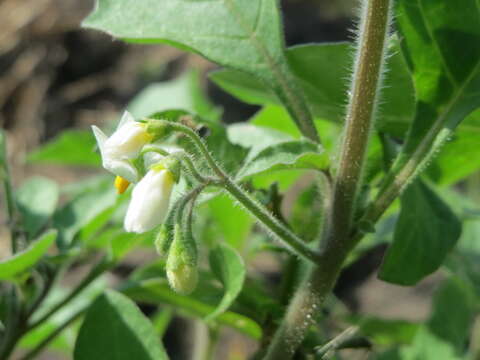 Image of European Black Nightshade