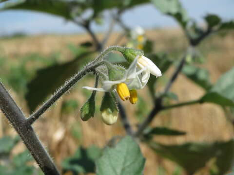 Image of European Black Nightshade