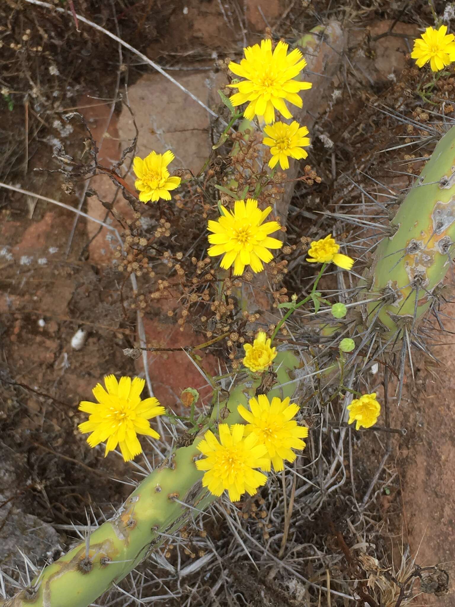 Image of leafy desertdandelion