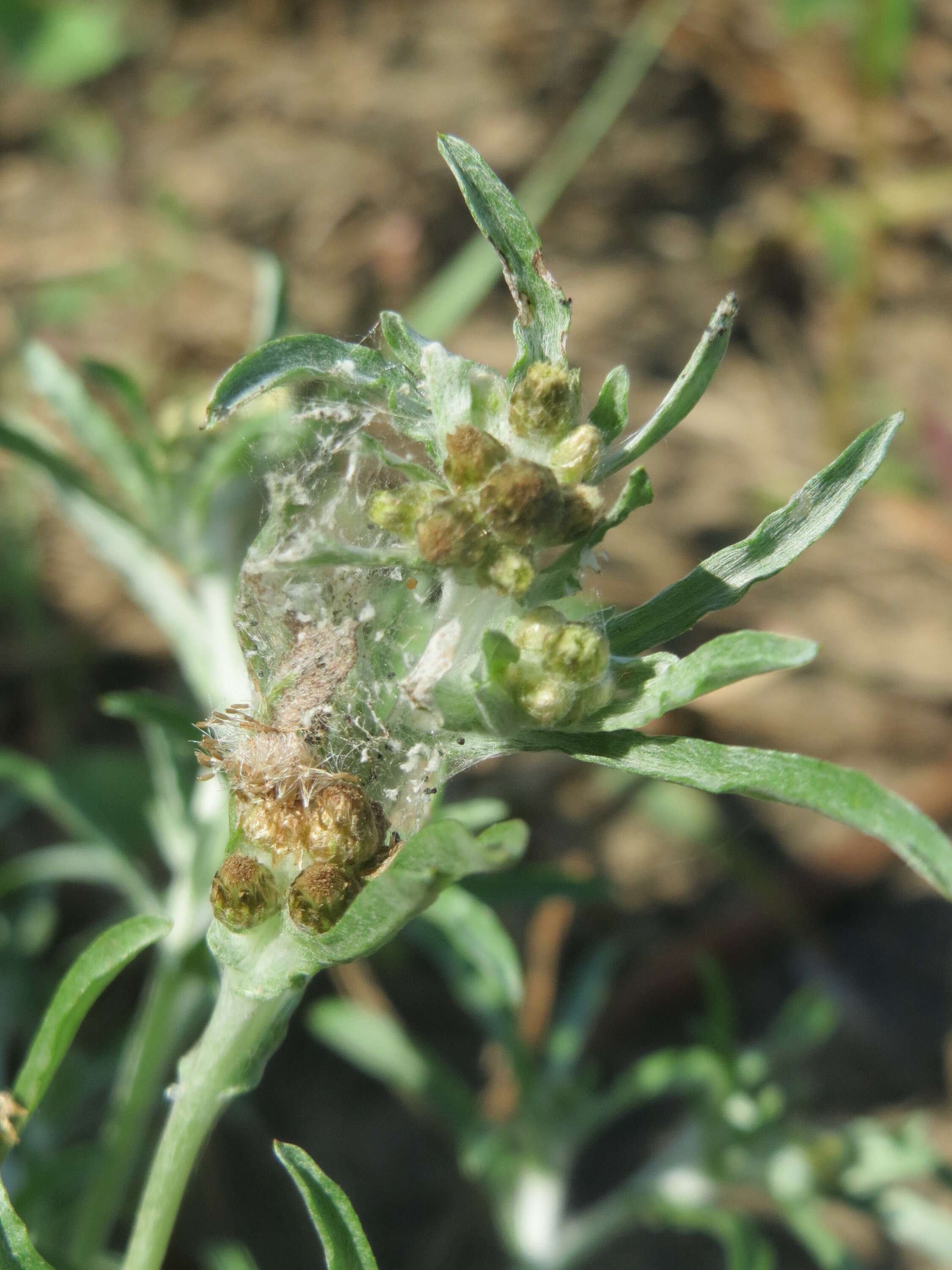 Image of Low cudweed