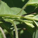 Image of cornsilk fly