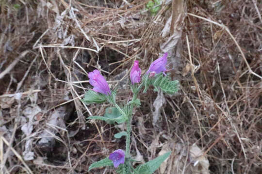 Echium vulgare subsp. pustulatum (Sm.) E. Schmid & Gams的圖片