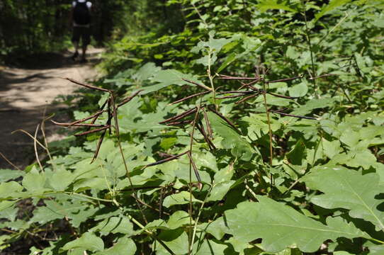 Image of Lathyrus aureus (Steven) D. Brandza