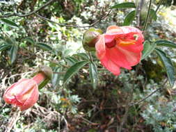 Sivun Passiflora trifoliata Cav. kuva