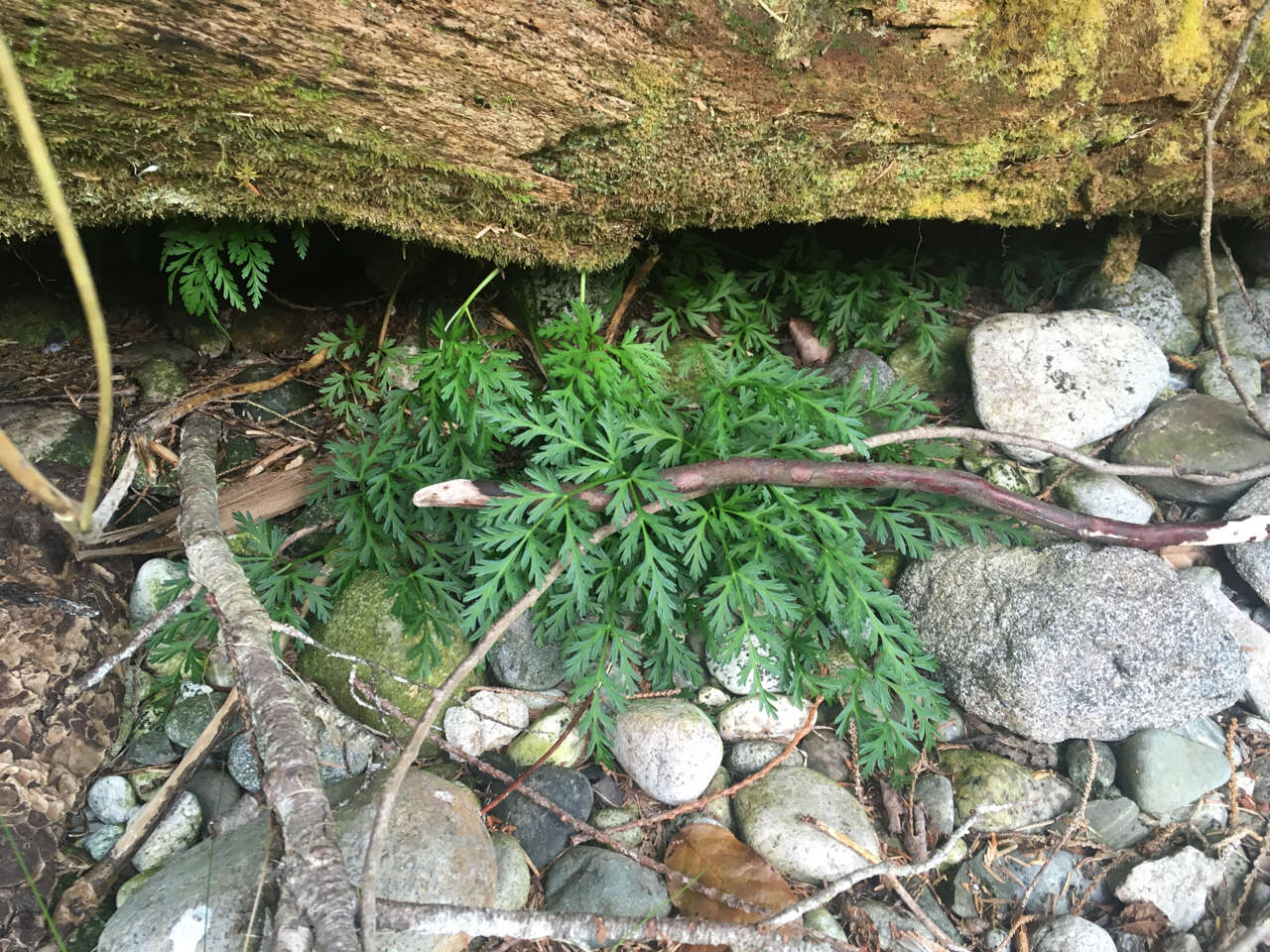 Image of Chinese Hemlock-Parsley