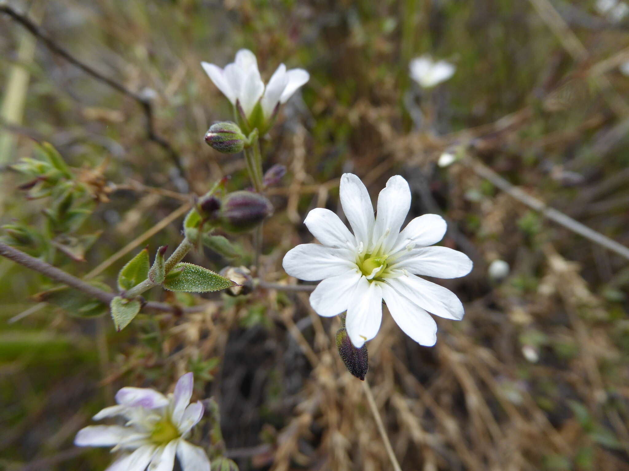 Drymaria stereophylla Mattf. resmi