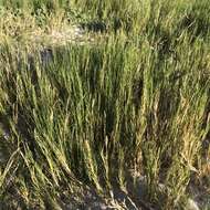 Image of seashore dropseed