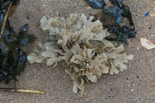 Flustra foliacea (Linnaeus 1758) resmi