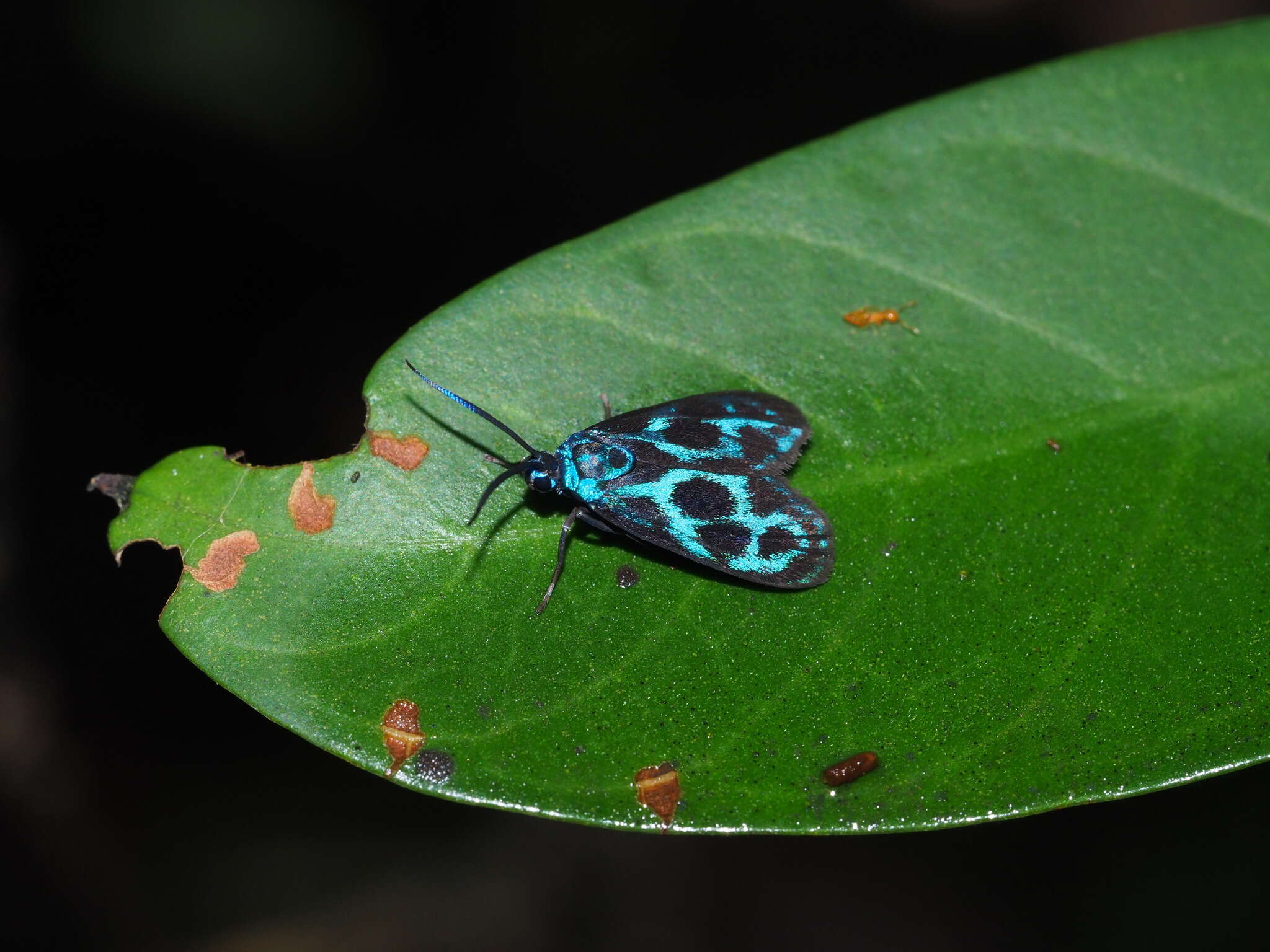 Image of <i>Clelea formosana</i>