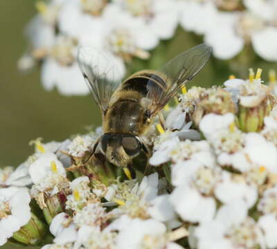 Imagem de Eristalis arbustorum (Linnaeus 1758)