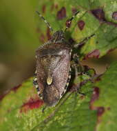 Image of sloe bug