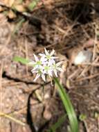 Image de Allium cuthbertii Small