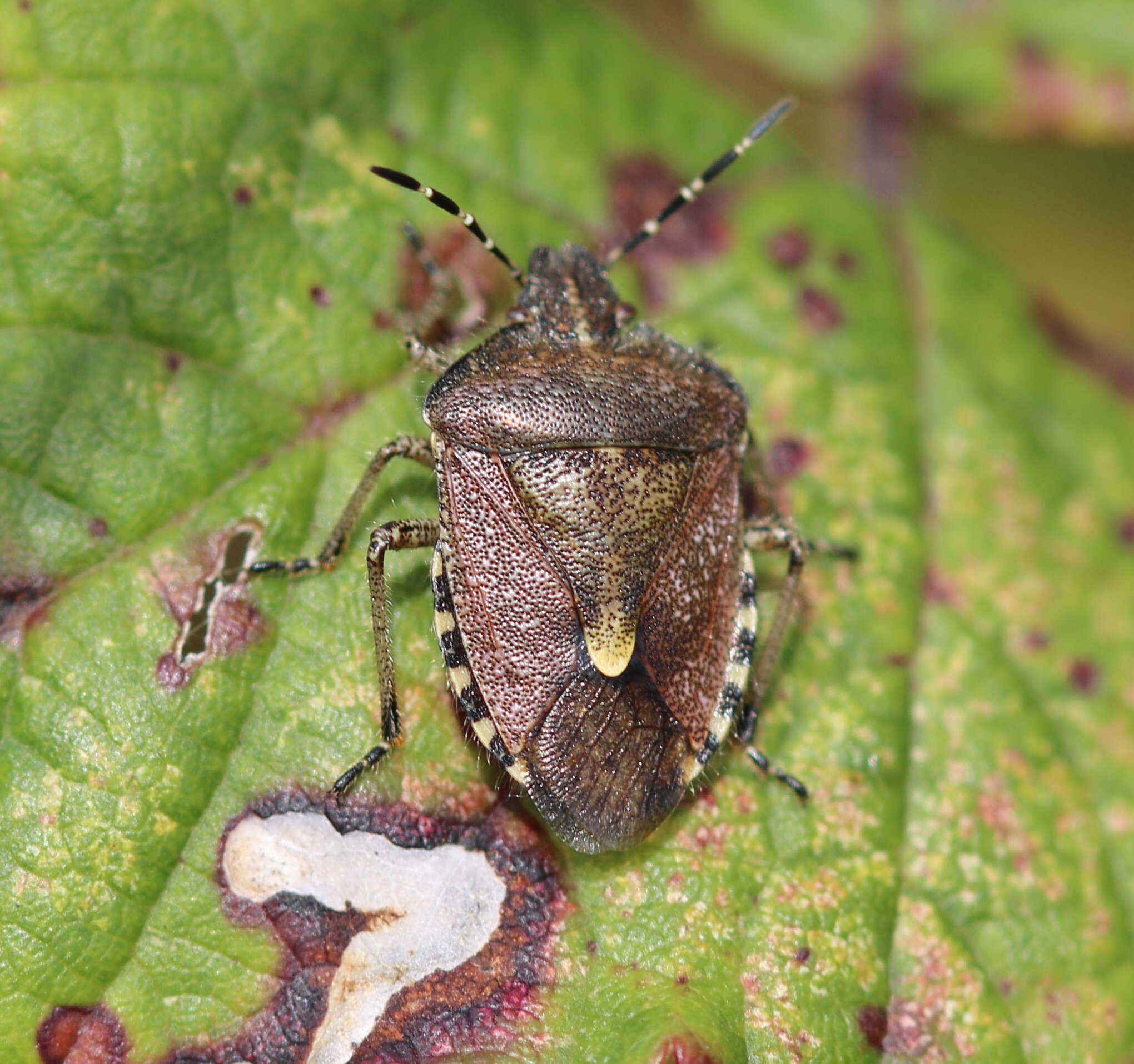 Image of sloe bug