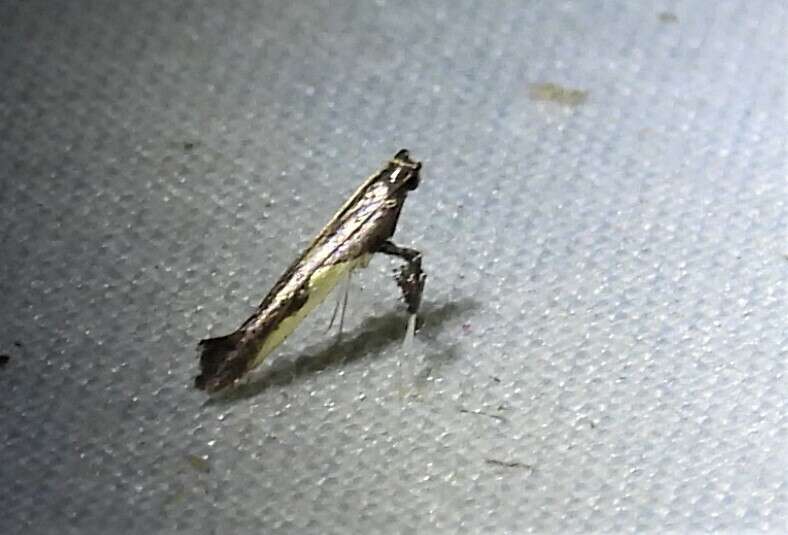 Image of Caloptilia belfragella (Chambers 1875)