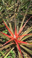 Bromelia serra Griseb.的圖片