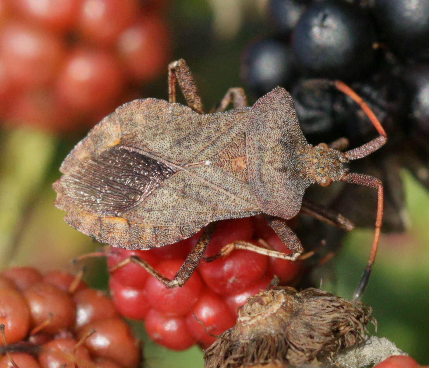 Image of Coreus