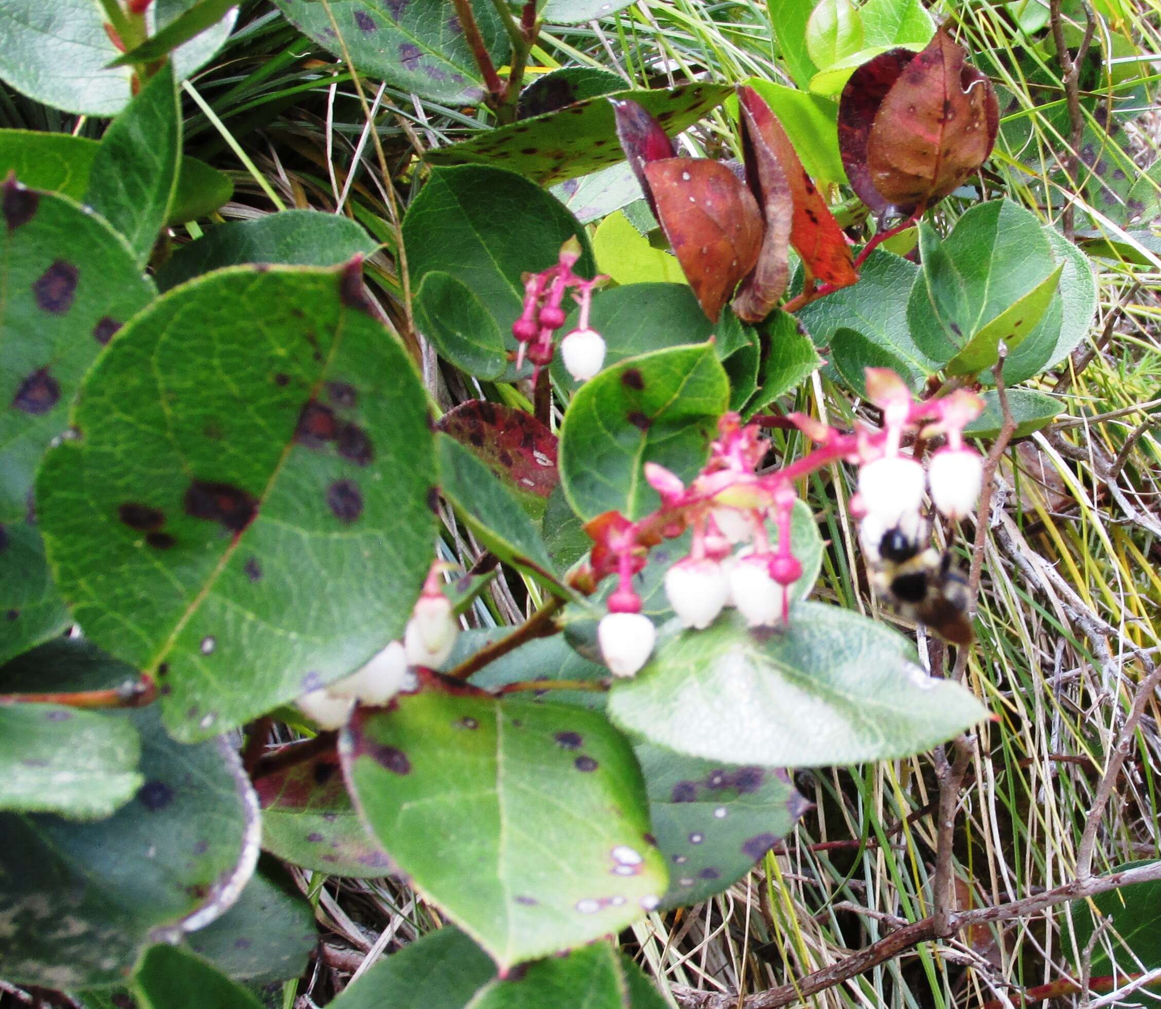 Image of salal