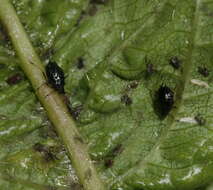 Image of Black Cherry Aphid