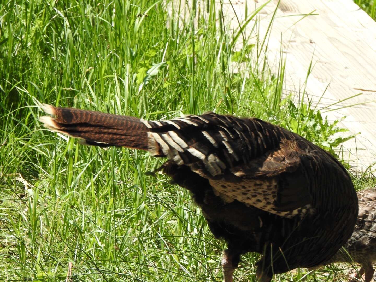Image of Merriam's Turkey
