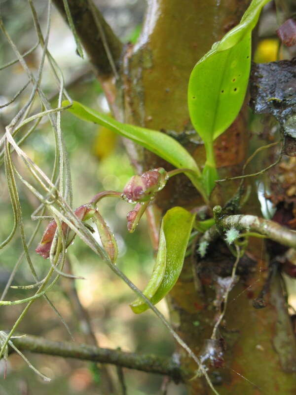 Image of Rodriguezia granadensis (Lindl.) Rchb. fil.