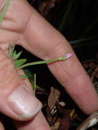 Image of Downy Willowherb