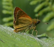 Image of Ochlodes sylvanus