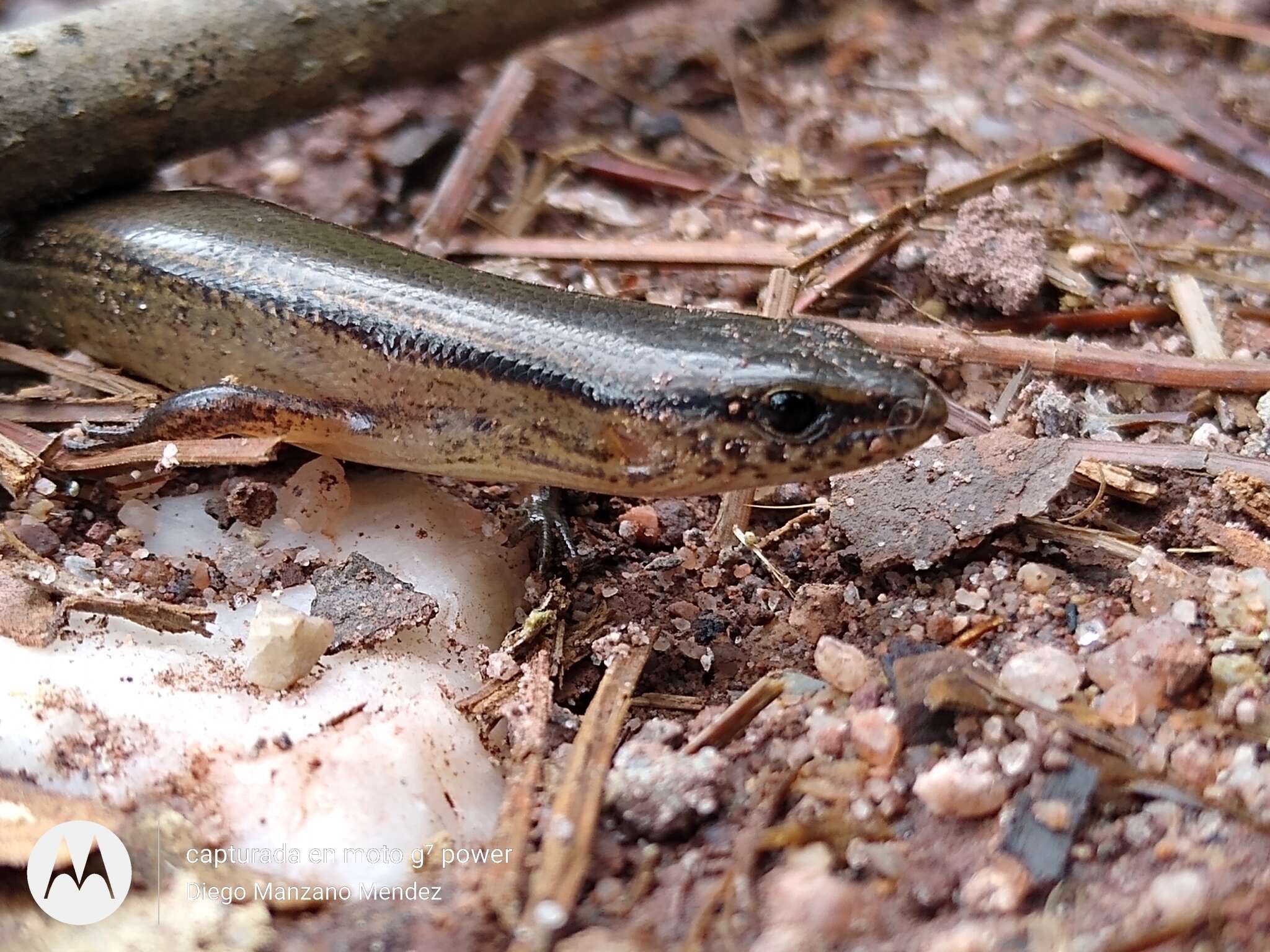 Image of Red Forest Skink