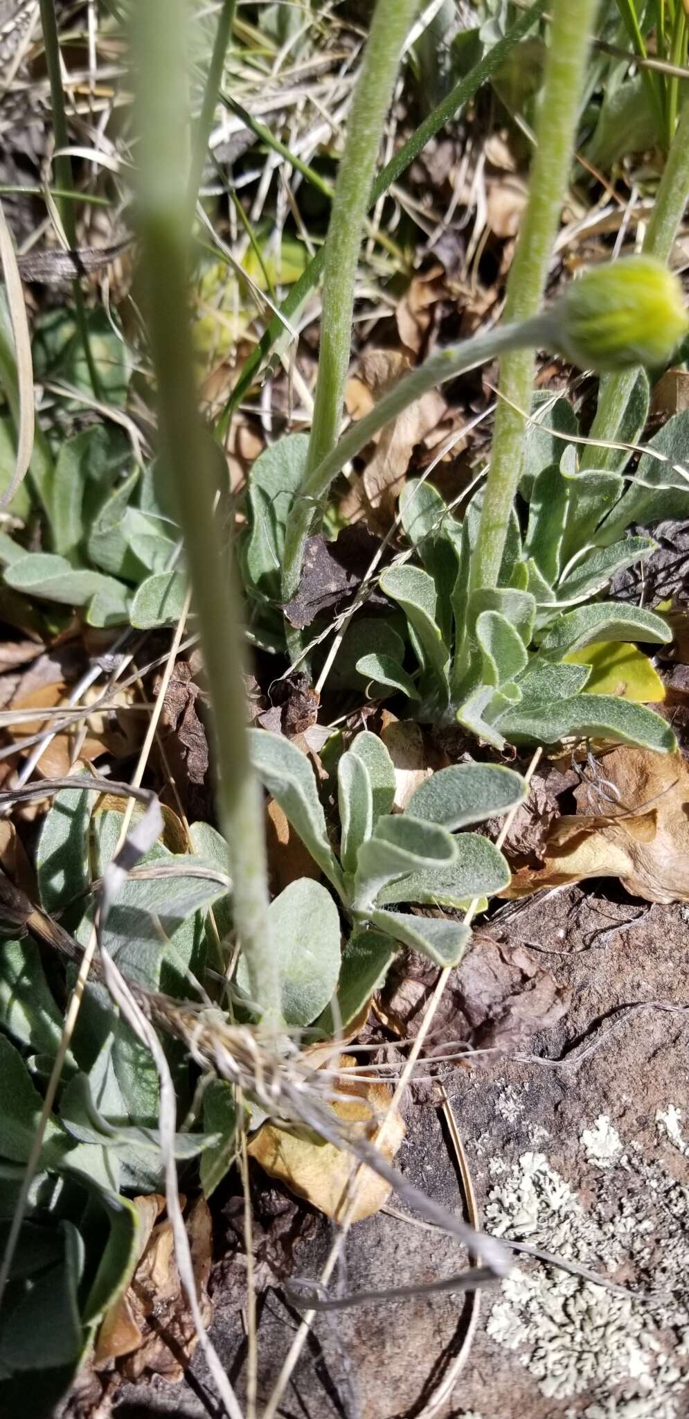 Image of Flagstaff ragwort