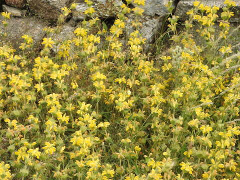 Image of Phlomis lychnitis L.