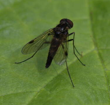 Image of Chrysopilus cristatus