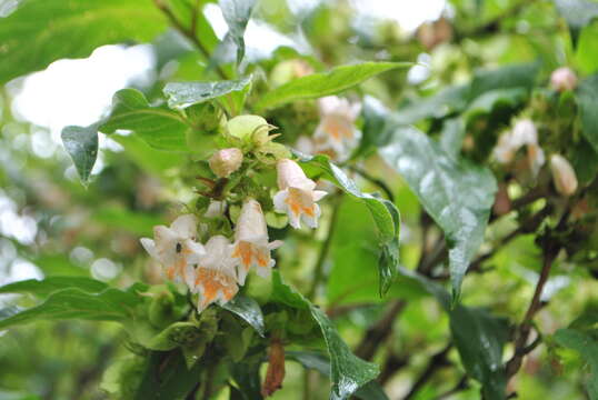 Imagem de Dipelta yunnanensis Franch.