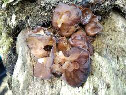 Image of Auricularia minor Kobayasi 1981