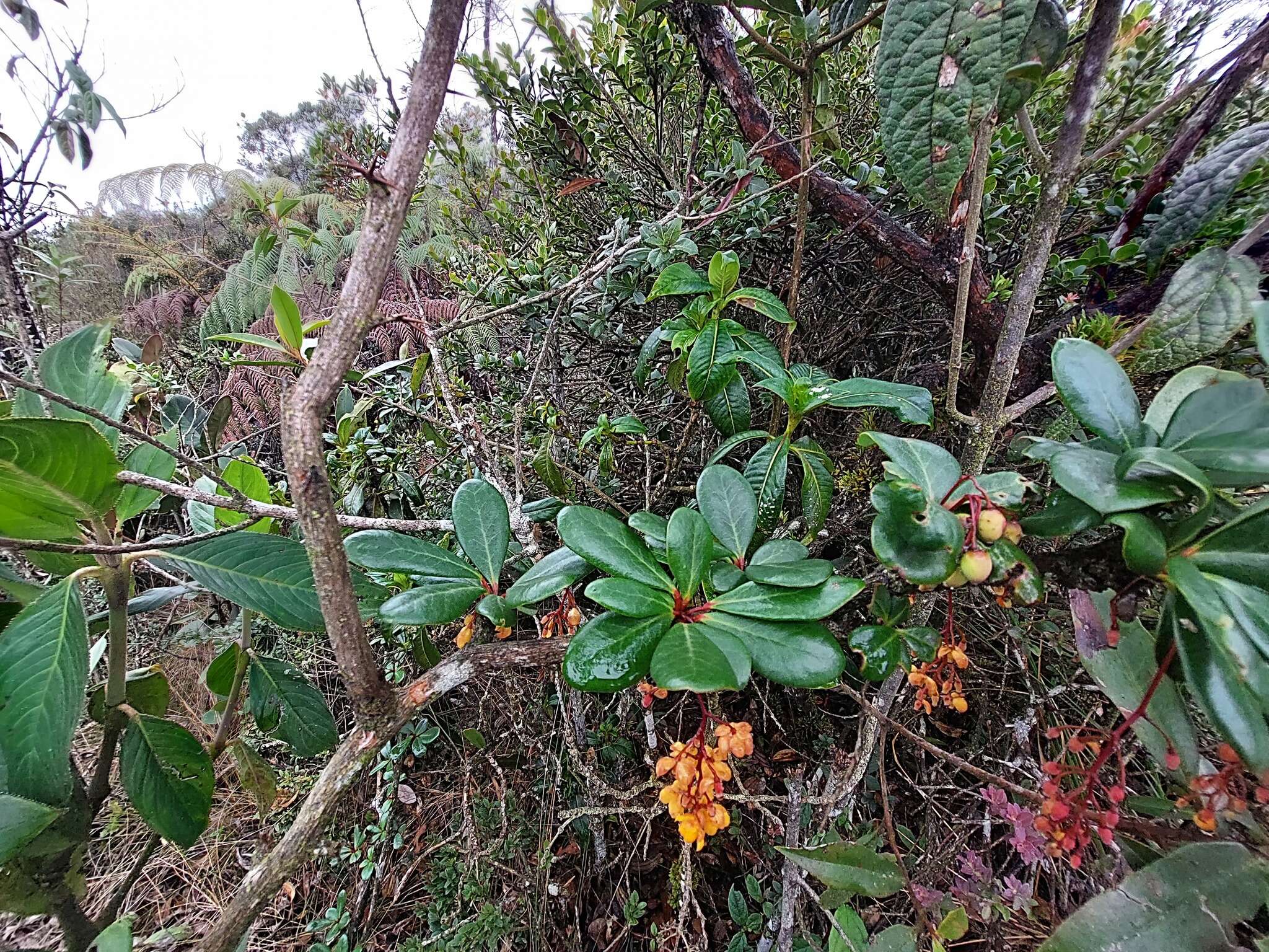 Image of Berberis psilopoda Turcz.