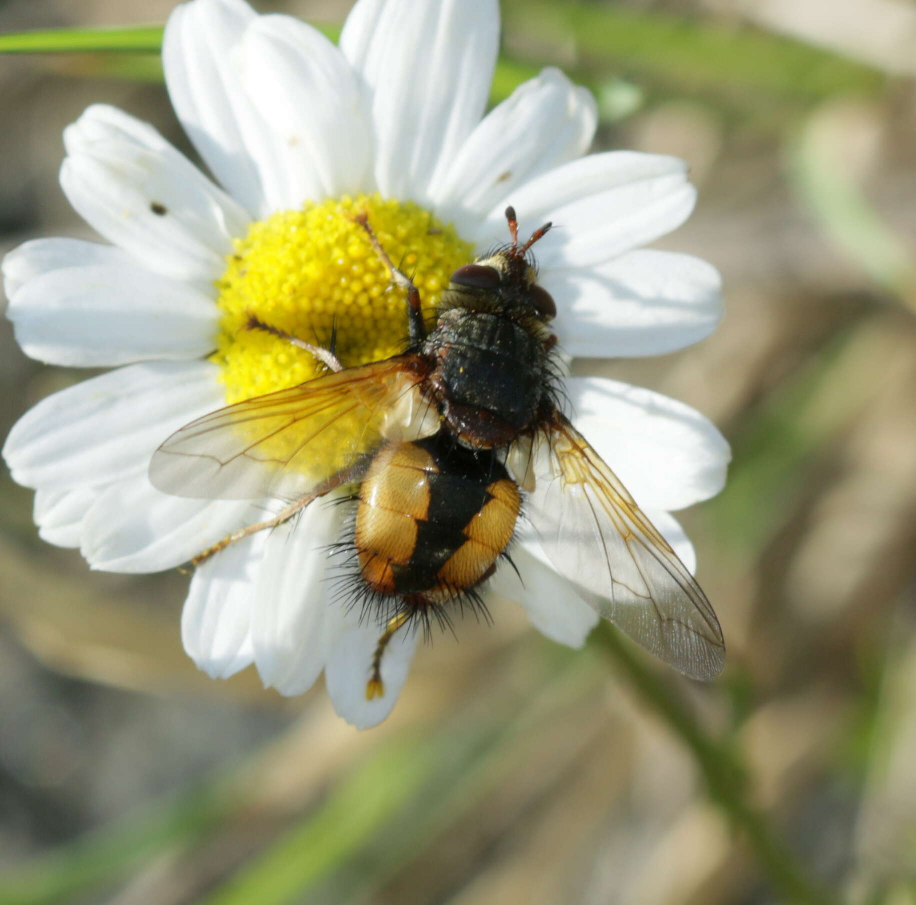 Image of Tachina fera (Linnaeus 1761)