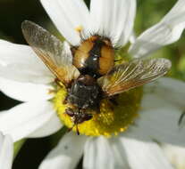 Image of Tachina fera (Linnaeus 1761)